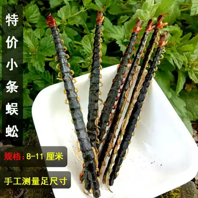 Red head centipede Chinese herbal medicine centipede dry Hubei natural centipede 8-11cm without a strip full of 100
