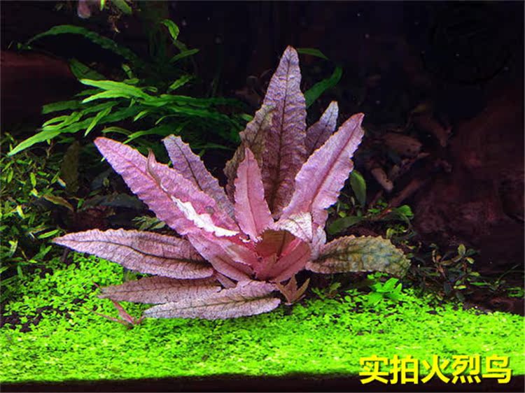 折扣 生活服务 养草人