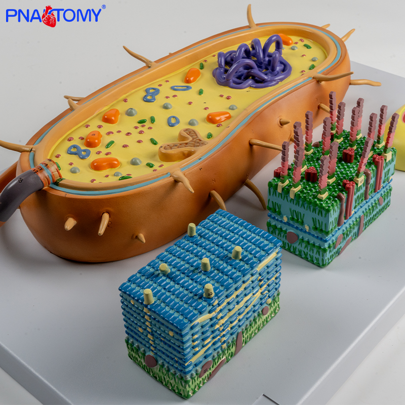放大版细菌结构模型细菌形态功能教学实验用具单细胞微生物球菌杆