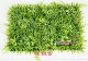 Cây xanh tường mô phỏng cây cỏ trang trí tường trang trí nội thất nền hoa tường màu xanh lá cây treo tường nhựa giả cửa đầu - Hoa nhân tạo / Cây / Trái cây