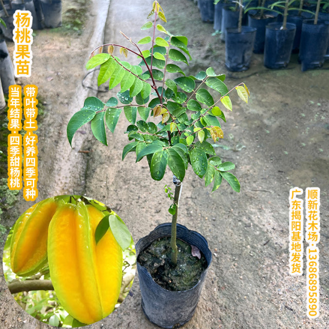 ເບ້ຍ Carambola, ເປັນໄມ້ຢືນຕົ້ນຫມາກໄມ້ທີ່ມີ carambola ຫວານສີ່ລະດູ, ເບ້ຍ Carambola ຫມາກຂະຫນາດໃຫຍ່ຂອງໄຕ້ຫວັນ, ສວນລະບຽງ potted potted, ດີສໍາລັບການຂະຫຍາຍຕົວເບ້ຍຫມາກໄມ້.