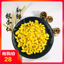 Ginkgo nuts fresh and high-quality ginkgo nuts vacuum-shelled and cooked seasonal pistachio nuts.