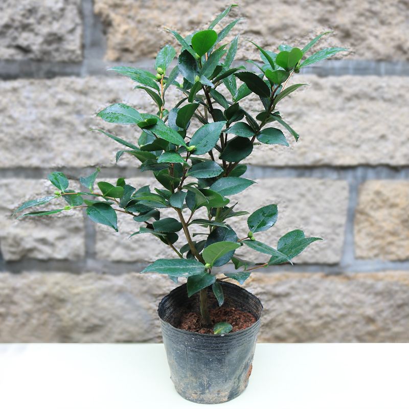 Five colors baredan tea flower saplings multicolored tea flowers potted plants green planting flowers potted plants balcony living room Courtyard Flowers