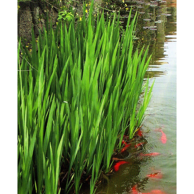 Outdoor aquatic hydropond plant seedling and grass of the green plant of the pot, sword hydropond, purified grass