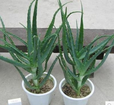 Wooden aloe - seed pot wooden sword aloe - claw aloe vera medicinal aloe - multi - flesh plant