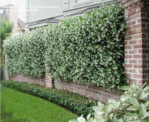 Windmill Jasmine Green Plant Flower Silver Silk Jasmine Climbing plant Four Seasons evergreen with soil shipping leather to be well raised and resistant to cold