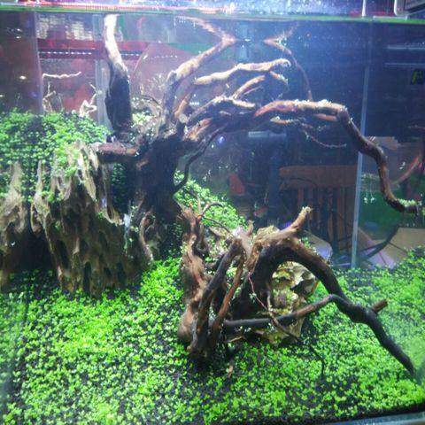 水草種子迷你對葉類似矮珍珠極易栽培魚缸水族箱造景陰性草前景草