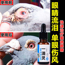 Haoxiang a drop of spirit Pigeon Pigeon parrot medicine eyes tears red and swollen eye drops single eye chlamydia infection
