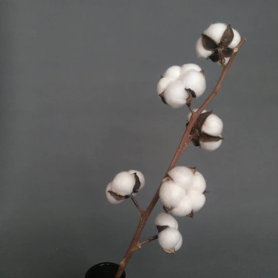 (Xinjiang cotton) Handmade cotton dry flower bouquet Home decoration Yongsheng Cotton photo props flower arrangement