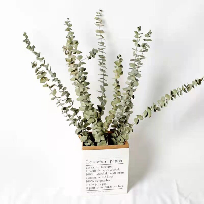 Eucalyptus leaf dried flower dried flower branch true flower immortal flower living room home decoration flower arrangement ornament ins Nordic style