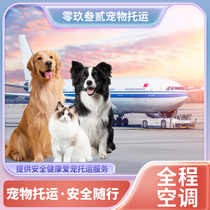 Transport pets National consignment Cat consignment Shanghai International pet consignment Overseas pet cat consignment service