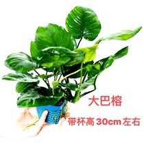 Minibus Banyan Golden Banyan fish tank living stem landscaping negative big-leaf water Banyan plant aquatic plants