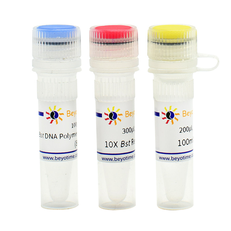 D7050S  Bst DNA Polymerase, Large Fragment