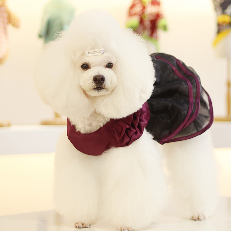 Designer's NICOVAER elegant slanted shoulder evening gown ~ Pet foreign doggy wedding gown Yorkshire spring summer