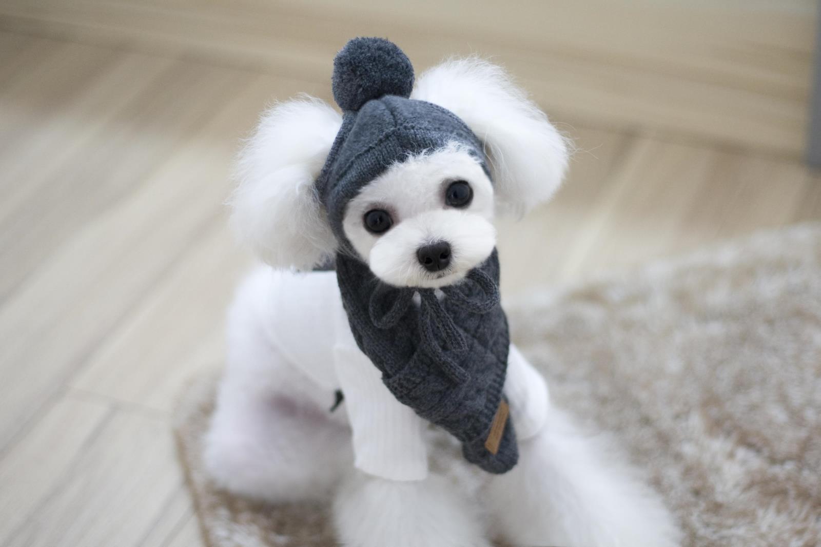 Hạn chế! Bộ khăn quàng cổ thú cưng Ouba Korea của Hàn Quốc ~ mũ chó + khăn Teddy quần áo mùa thu và mùa đông - Quần áo & phụ kiện thú cưng 	áo dành cho chó mèo