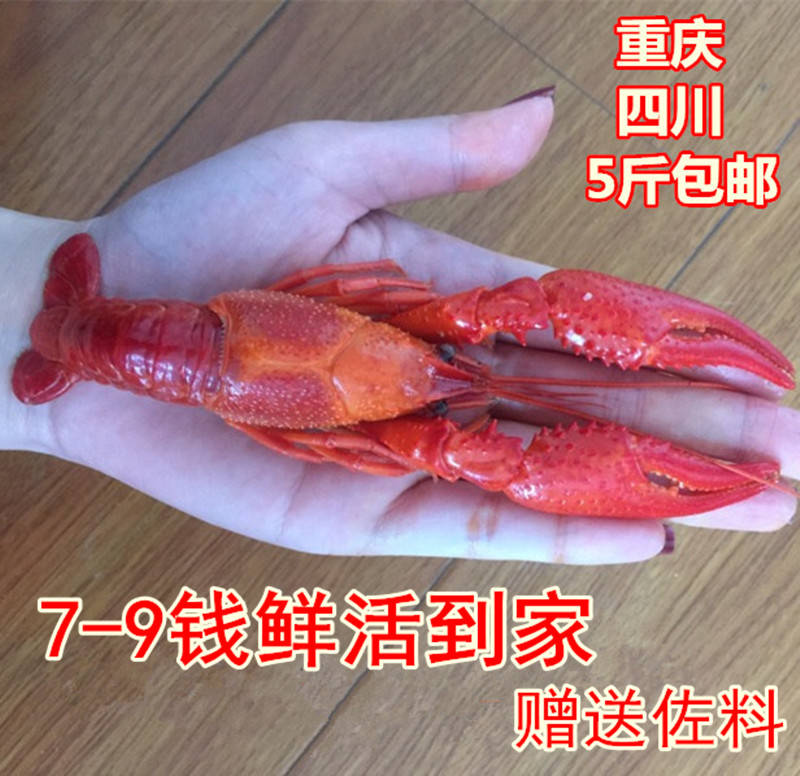 Qianjiang 789 Qianshui fresh crayfish 1 catty lobster live fresh cultured lobster Chongqing seafood aquatic products