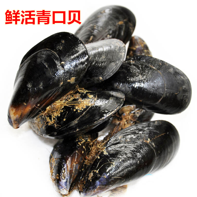 Seafood Fresh Fresh Sea Iridescent Wild Mussel Bay Berbet Grade Sea Precious Zinc Shellfish Aquatic 500g-Taobao