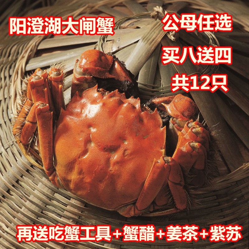 Chongqing hairy crabs fresh and authentic Gucheng Lake crabs 12 female crabs 2 0- 2 2 two Shunfeng group purchase