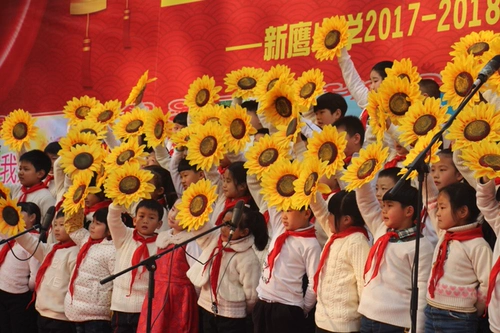 Подсолнечники