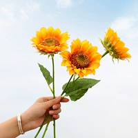 3 ветви подсолнечники