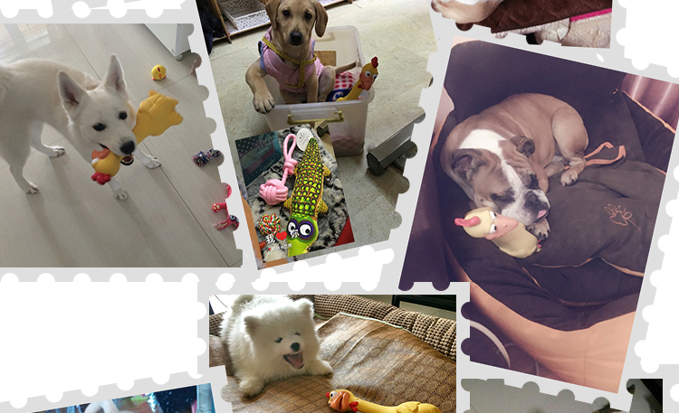 Dog vocal đồ chơi mol cắn kháng cao su đồ chơi bóng mèo đồ chơi kích thước dog Teddy Tha Mồi Vàng pet nguồn cung cấp đồ chơi chó gặm xương