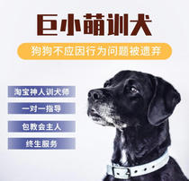 Giant Small Meng Training Dog Pet Training Service P Rope Targeted Bark at Biting People Riot and Behavior Correction Training