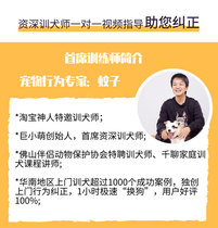 Giant little cute dog training pet trainer one-on-one online remote guidance dog training Tianjin Nanjing Xiamen Changsha