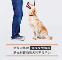 Giant little cute dog training pet trainer one-on-one online remote guidance dog Jiangmen Zhaoqing Haikou Huizhou