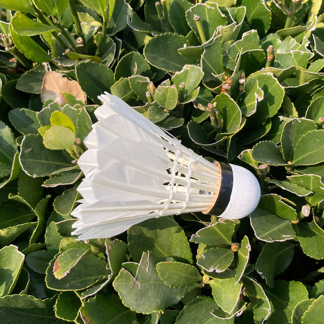 Badminton Genuine Durable King Indoor and Outdoor Training Balls 6-Pack Windproof Stable and Not Easy to Break White Goose Feather