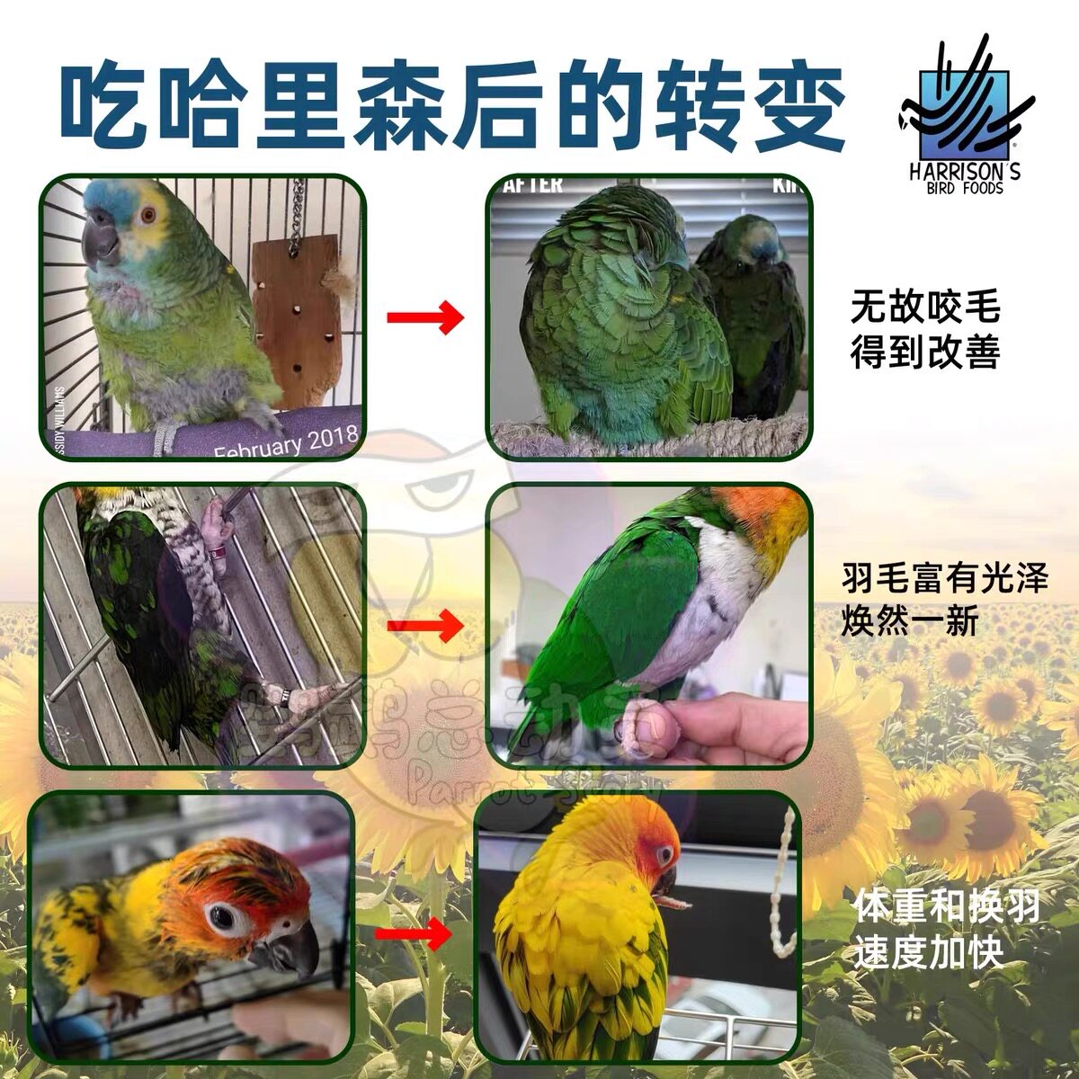 Harrison's organic parrot trea - Product image 8