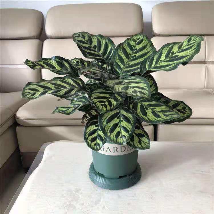 竹芋植物盆栽 飞羽猫眼彩虹青苹果 室内桌面客厅摆放绿植盆栽四季-阿里巴巴