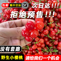 Henan Local Small Cherry Fresh Фрукты Беременные Беременные Фрукты В Сезон Now Relaw Rice Easy Cherry