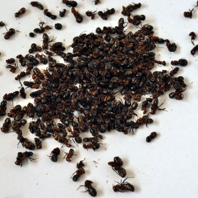 Black ants dry long white Mountain Bubble wine in herbal medicine 500g grams