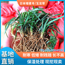 Japanese dwarf grass seedling courtyard Jade Dragon grass cold-resistant villa garden greening seedling lawn plant gilt