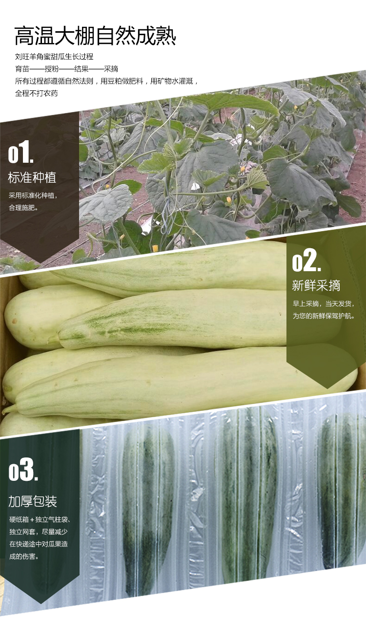 山东现摘羊角蜜甜瓜 5斤 图3