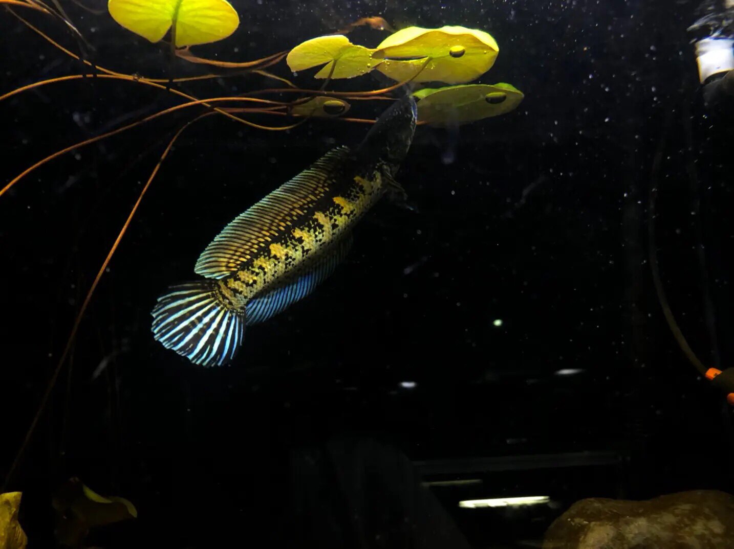 雷龙水族生态馆