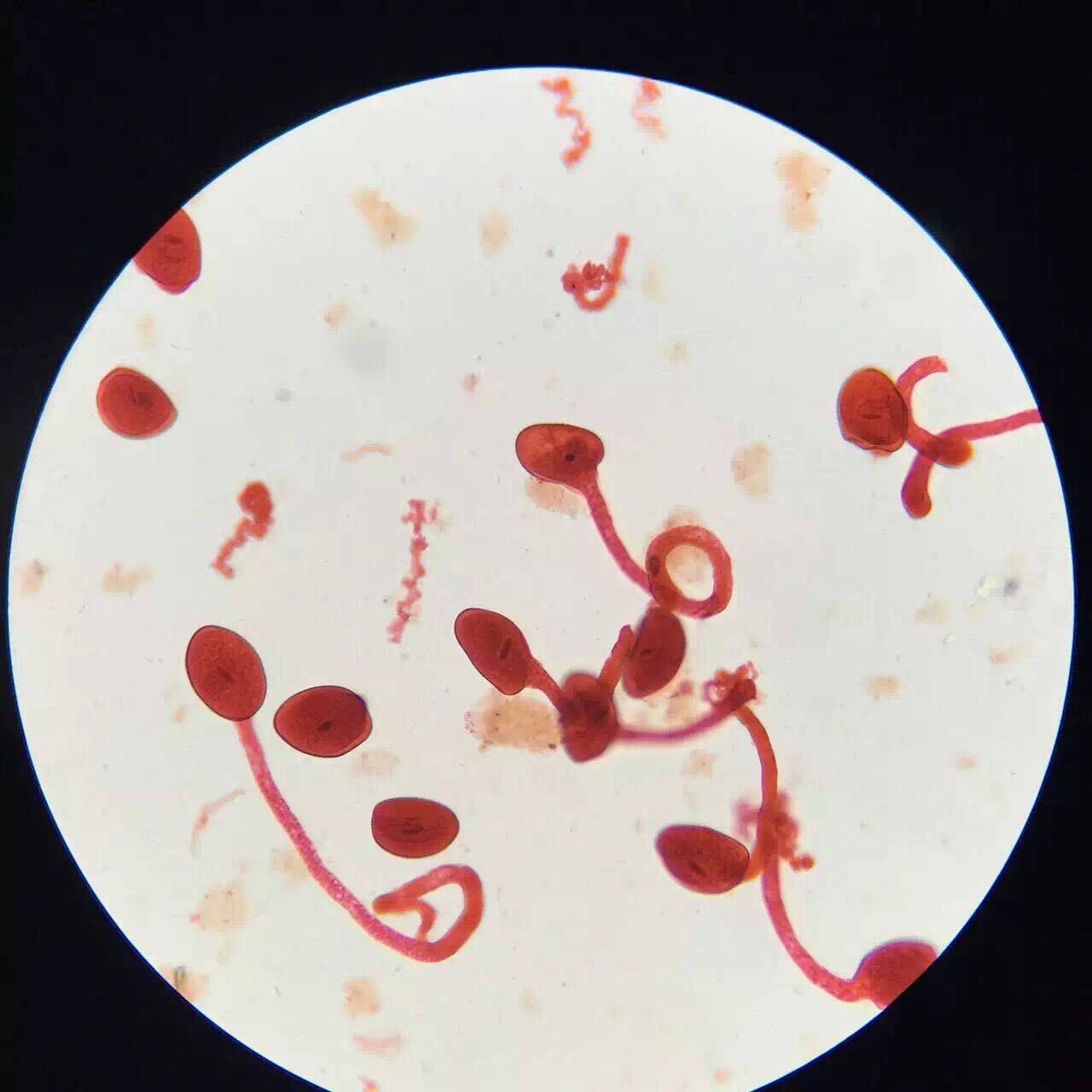 Permanent section specimen microscope Special microscope for students, professional children, buy more pieces more cost-effective