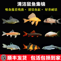Mouse fish golden moss cleaning fish eating excrement garbage removal tools fish small cold water freshwater scavenger fish live