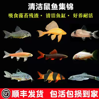 Mouse fish golden moss cleaning fish eating excrement garbage removal tools fish small cold water freshwater scavenger fish live