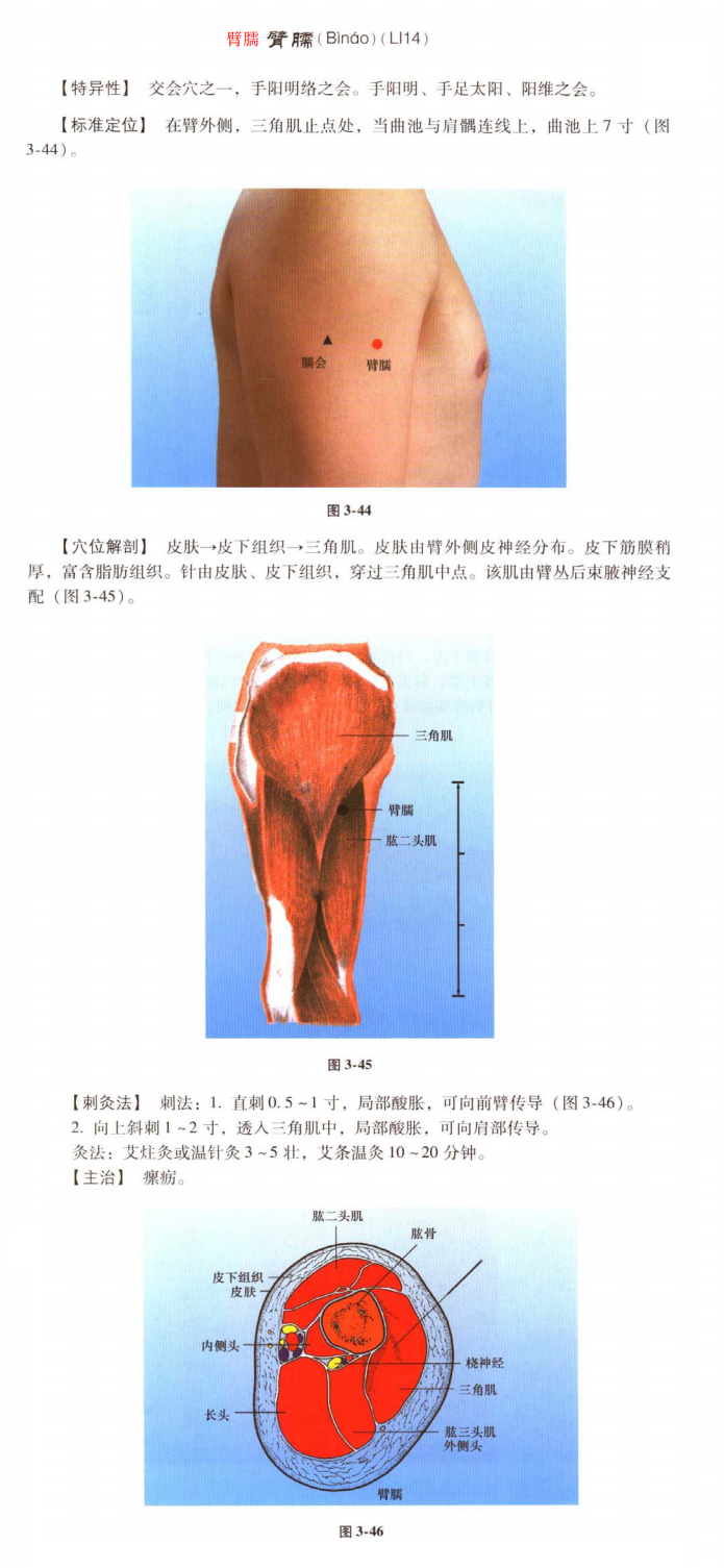 臂臑.png