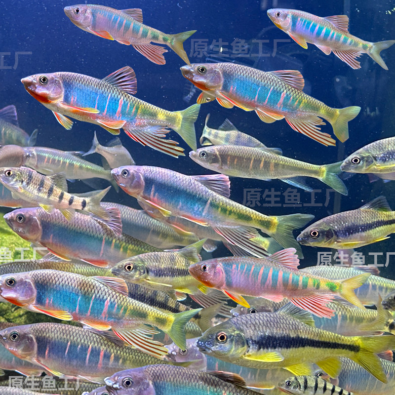 原生鱼工厂