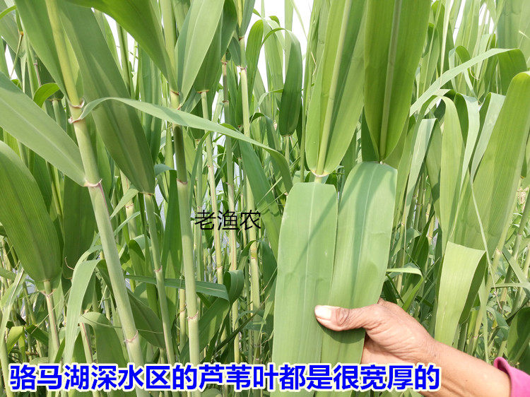 大芦苇叶,叶片,粽子(第14页)_大山谷图库