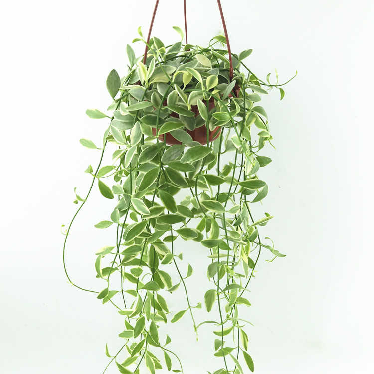 多肉吊蘭植物金邊翡翠風不動陽臺窗臺垂掛花卉觀葉小盆栽淨化空氣