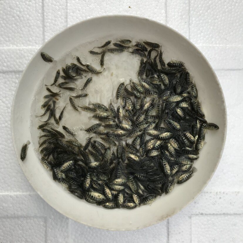 猛虎水产的LOGO