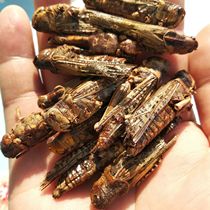 Wild Grasshopper Grasshopper Locust Powder of Grasshopper Powder Painting Brow of the Hundred Lingo Homemade Bird Food Raw Material