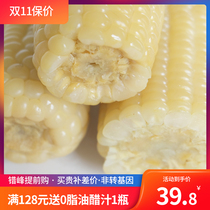 Sweet glutinous glutinous rice sticky old Corn 10 non-GMO vacuum bags fresh lightweight breakfast staple food replacement meal