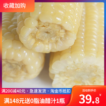 Sweet glutinous glutinous rice sticky old Corn 10 non-GMO vacuum bags fresh lightweight breakfast staple food replacement meal