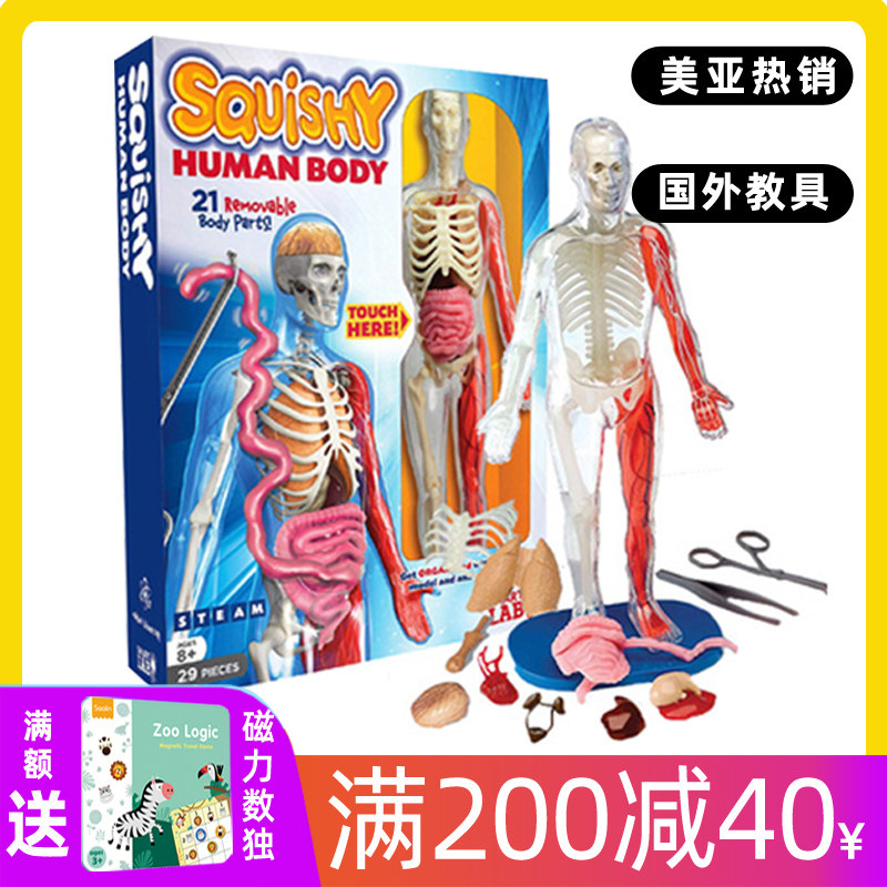 Spot USA smartlab human body model organ science STEM puzzle toy smart lab anatomy
