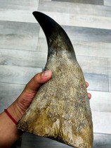 Natural woolly rhinoceros whole horn fish roe pattern bamboo silk ornaments office stationery ornaments health care handles price per gram