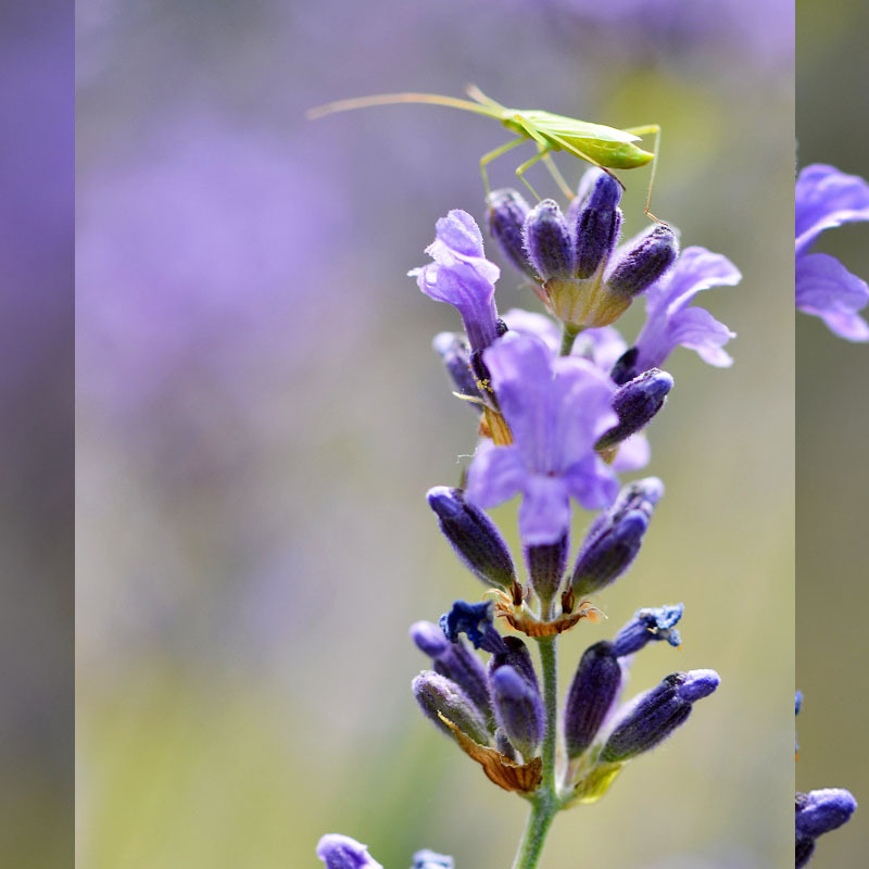 French Highland Has a Few Real Lavender Essential Oil, Sweet and Rich Floral Fragrance, Balances Water and Oil Acne